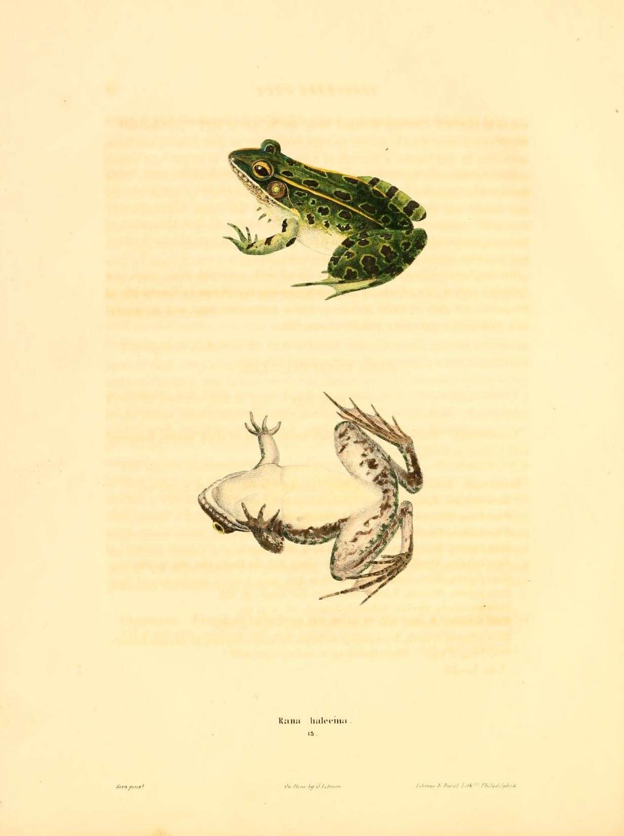 Image of Northern Leopard Frog