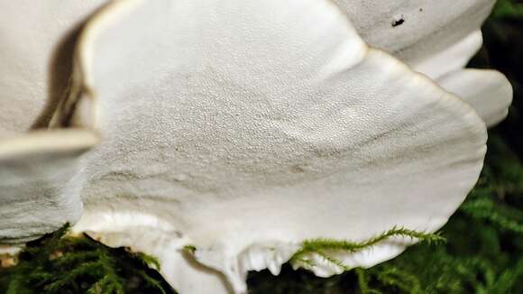 Image of Turkey Tail