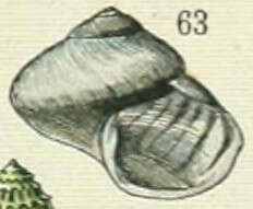 Image of bubble raft shell