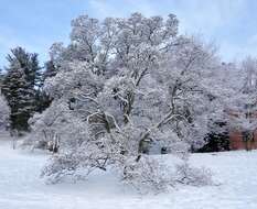 Image of Saucer magnolia