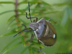 صورة <i>Chlorochroa pinicola</i>