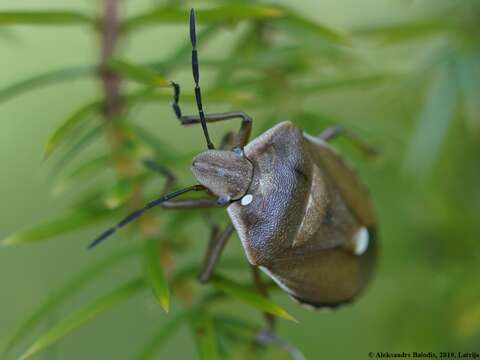 Image of <i>Chlorochroa pinicola</i>