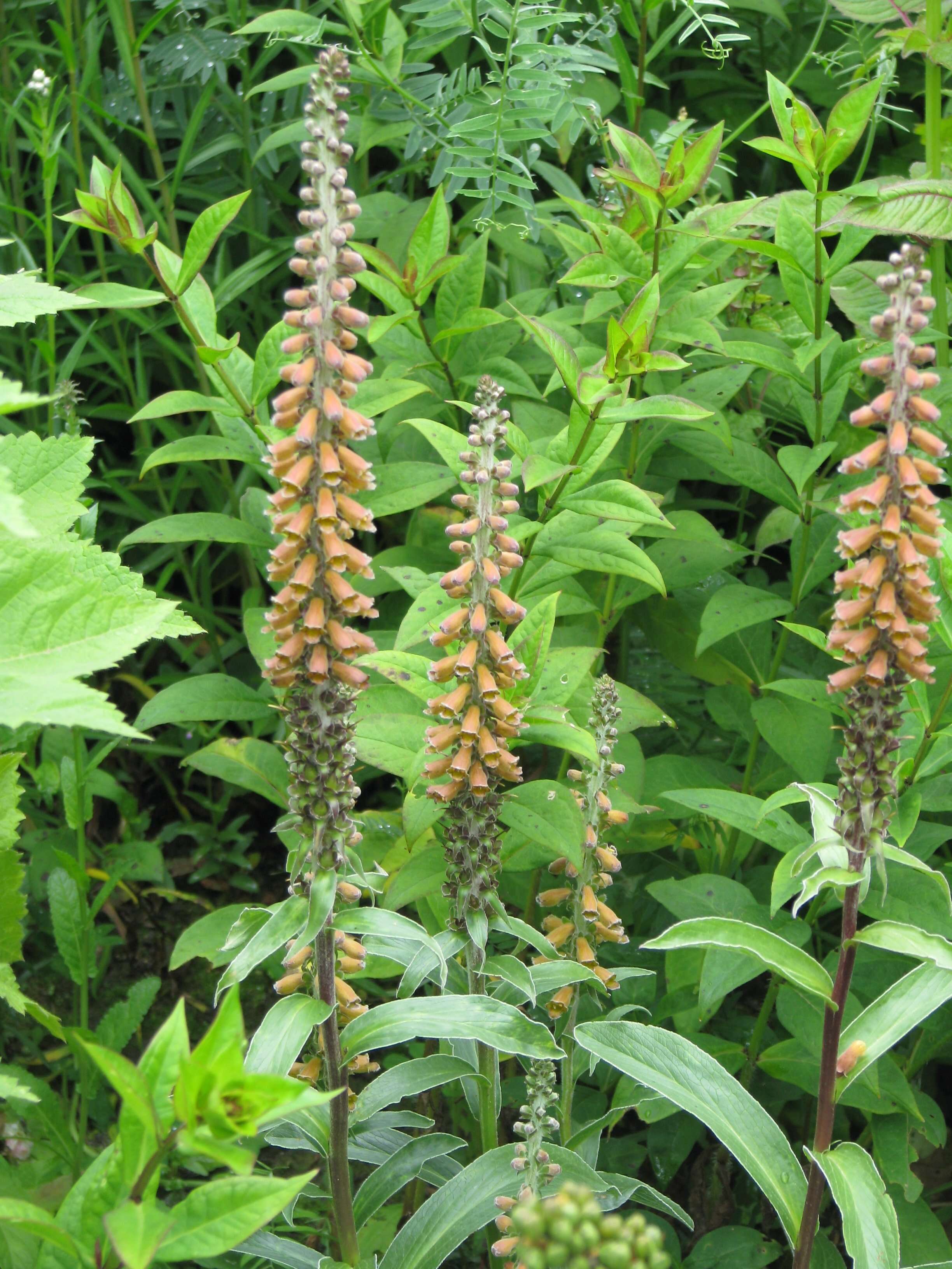 Image of Portuguese Foxglove