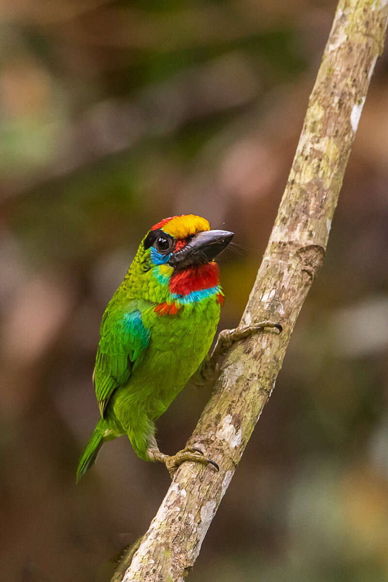 Image of Red-throated Barbet