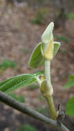 Imagem de Hamamelis mollis Oliv.