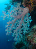 Image of Twotone soft coral