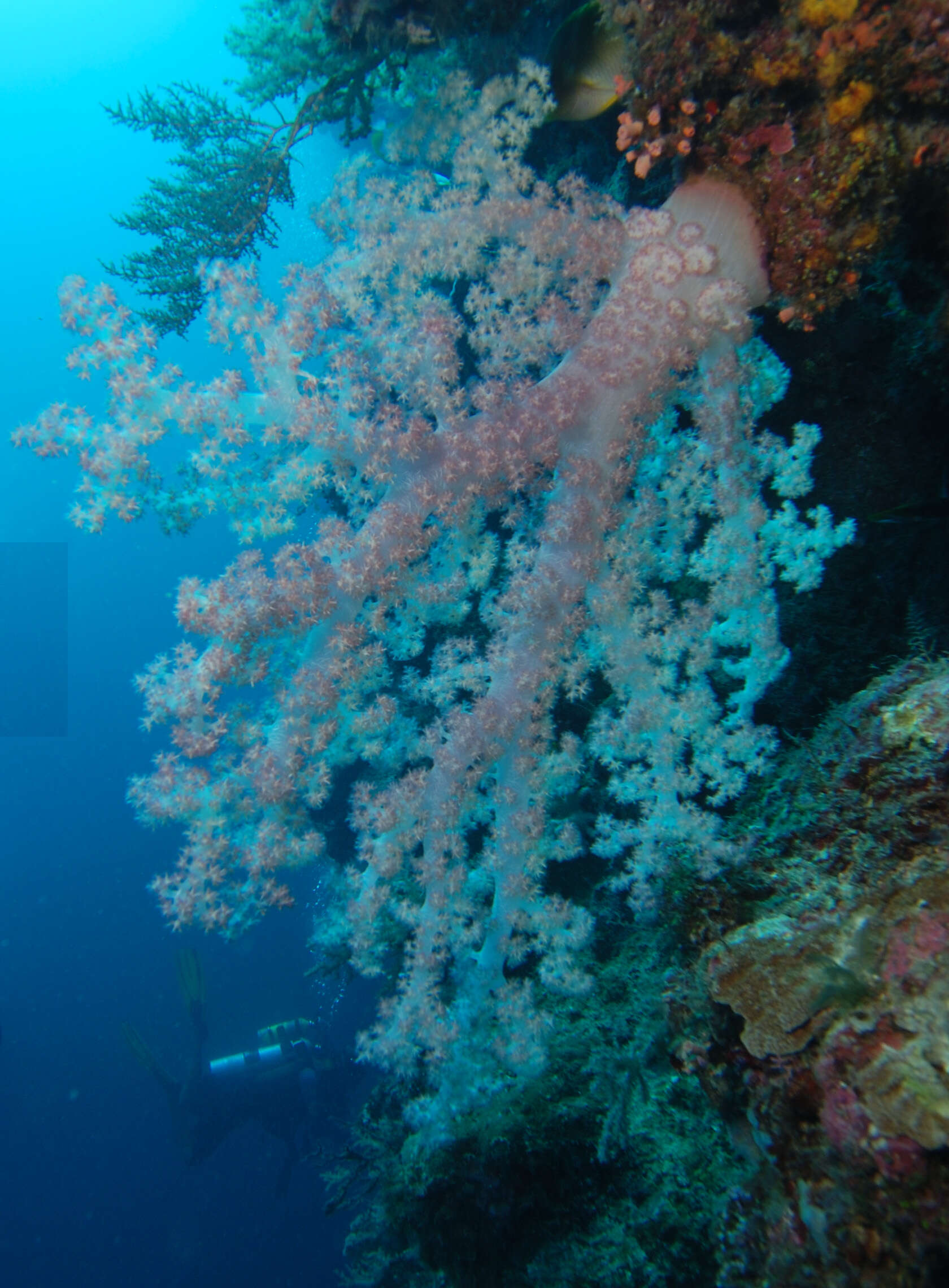 Image of Twotone soft coral