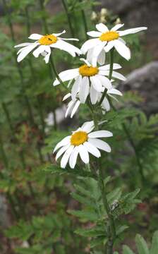 Image of corymbflower tansy