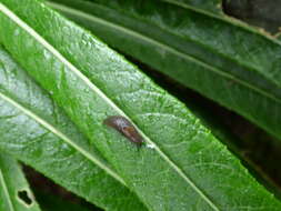 Imagem de Lobelia hypoleuca Hillebr.