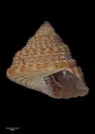 Image of Coelotrochus chathamensis (Hutton 1873)