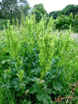 صورة Rumex confertus Willd.