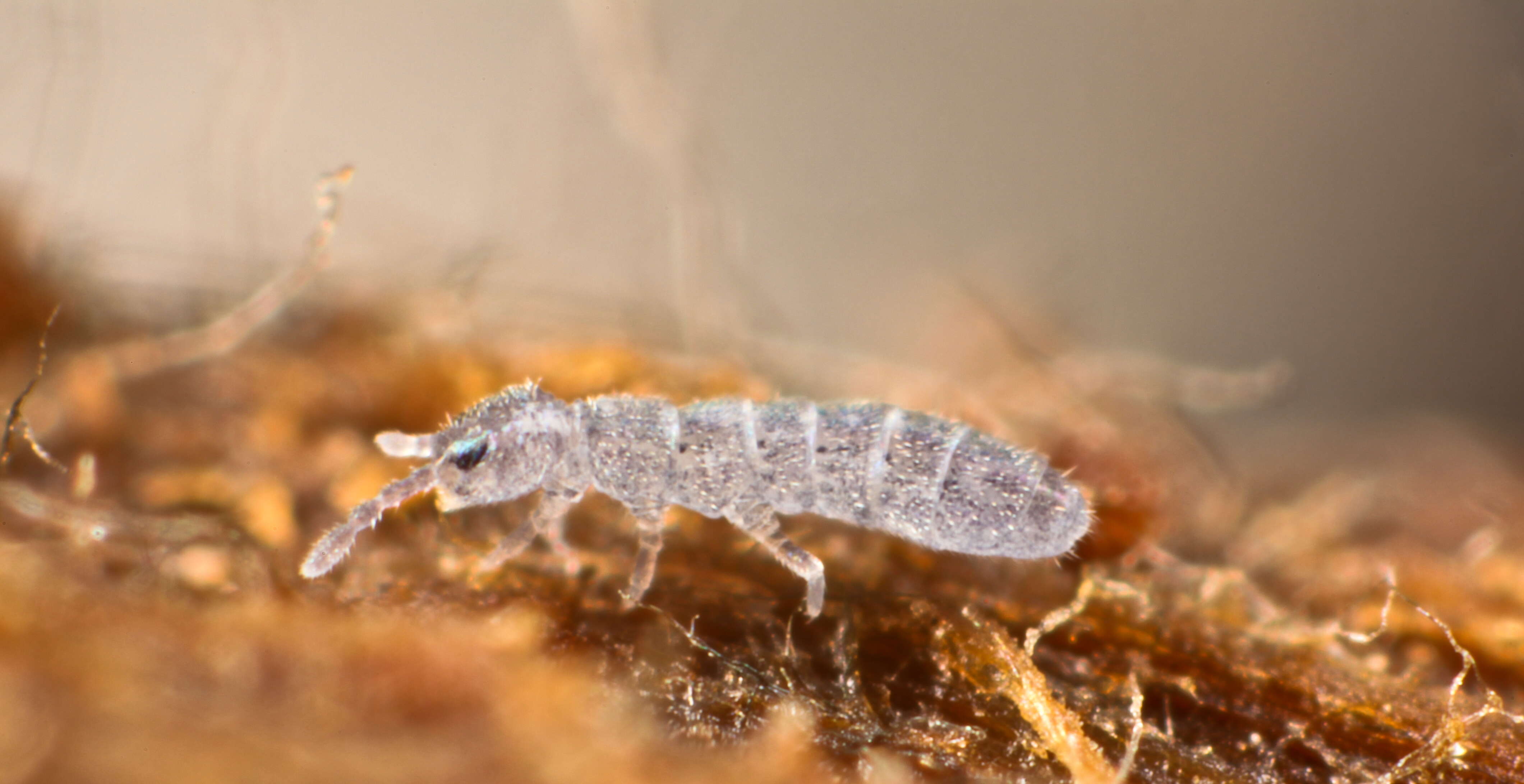 Image of Springtail