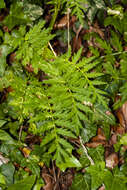 Image of corymbflower tansy