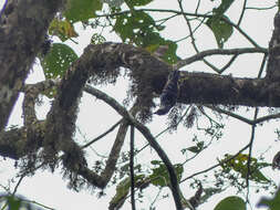 Image of Beautiful Nuthatch