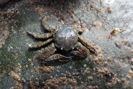 Image of flattop crab