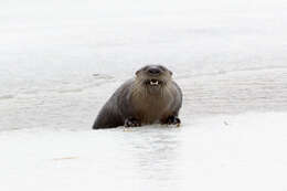 Image of Otter sp.