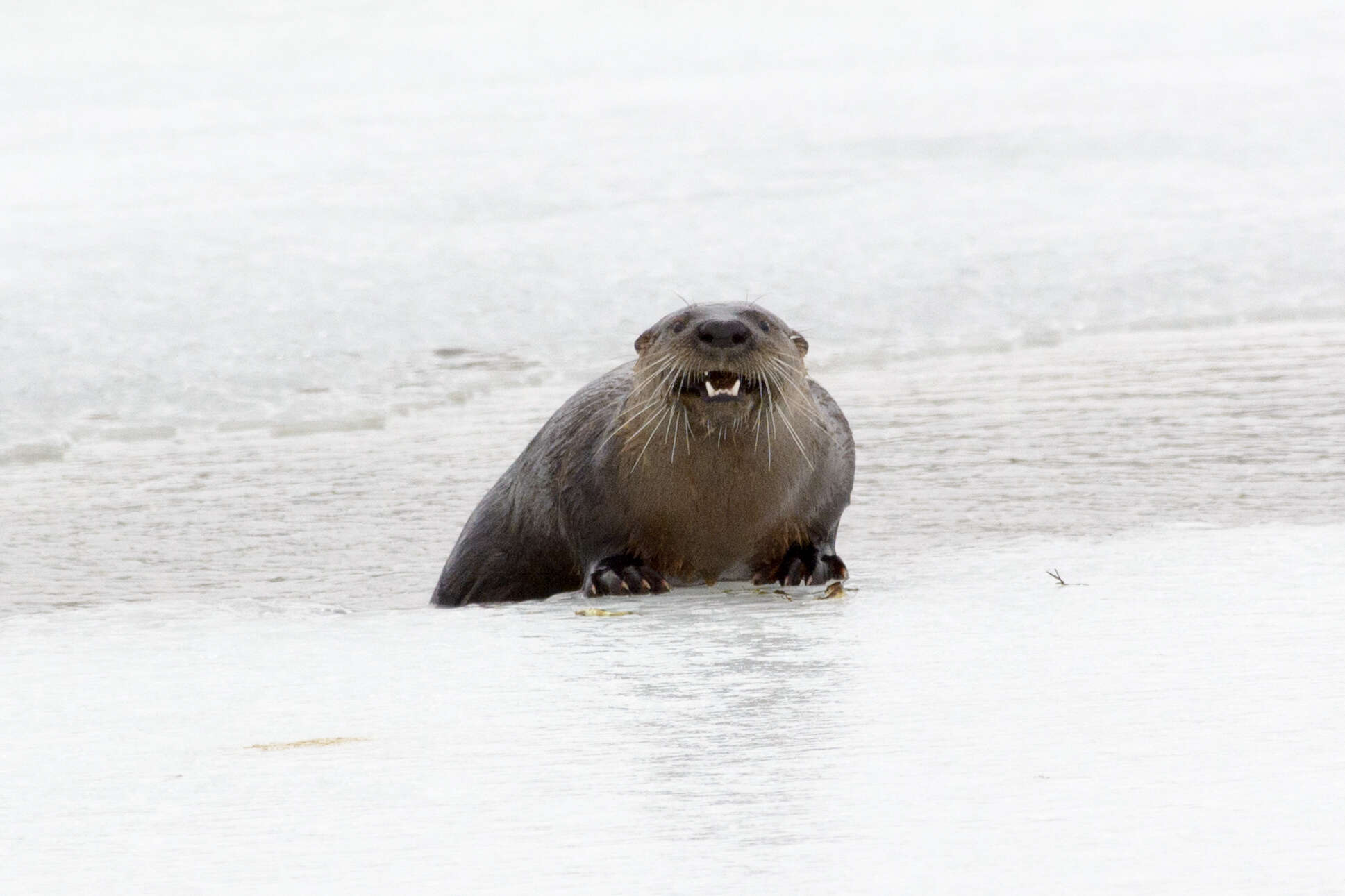 Image of Otter sp.