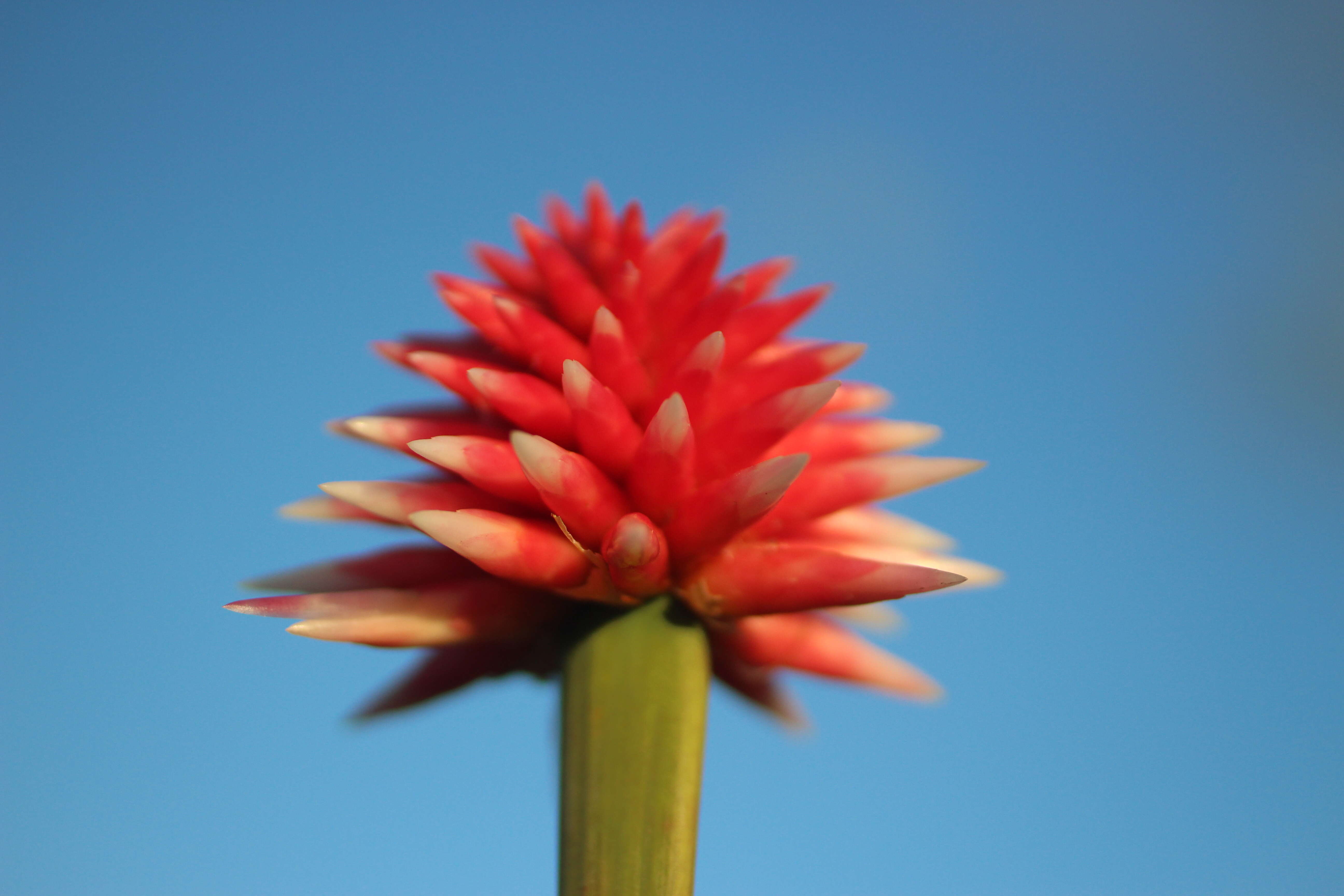 Image of Rapateaceae