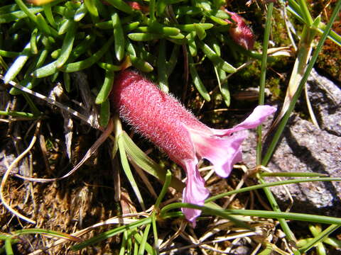 Image of Saponaria pumila Janchen