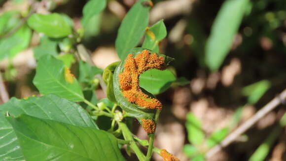 Image of Crown rust of oats