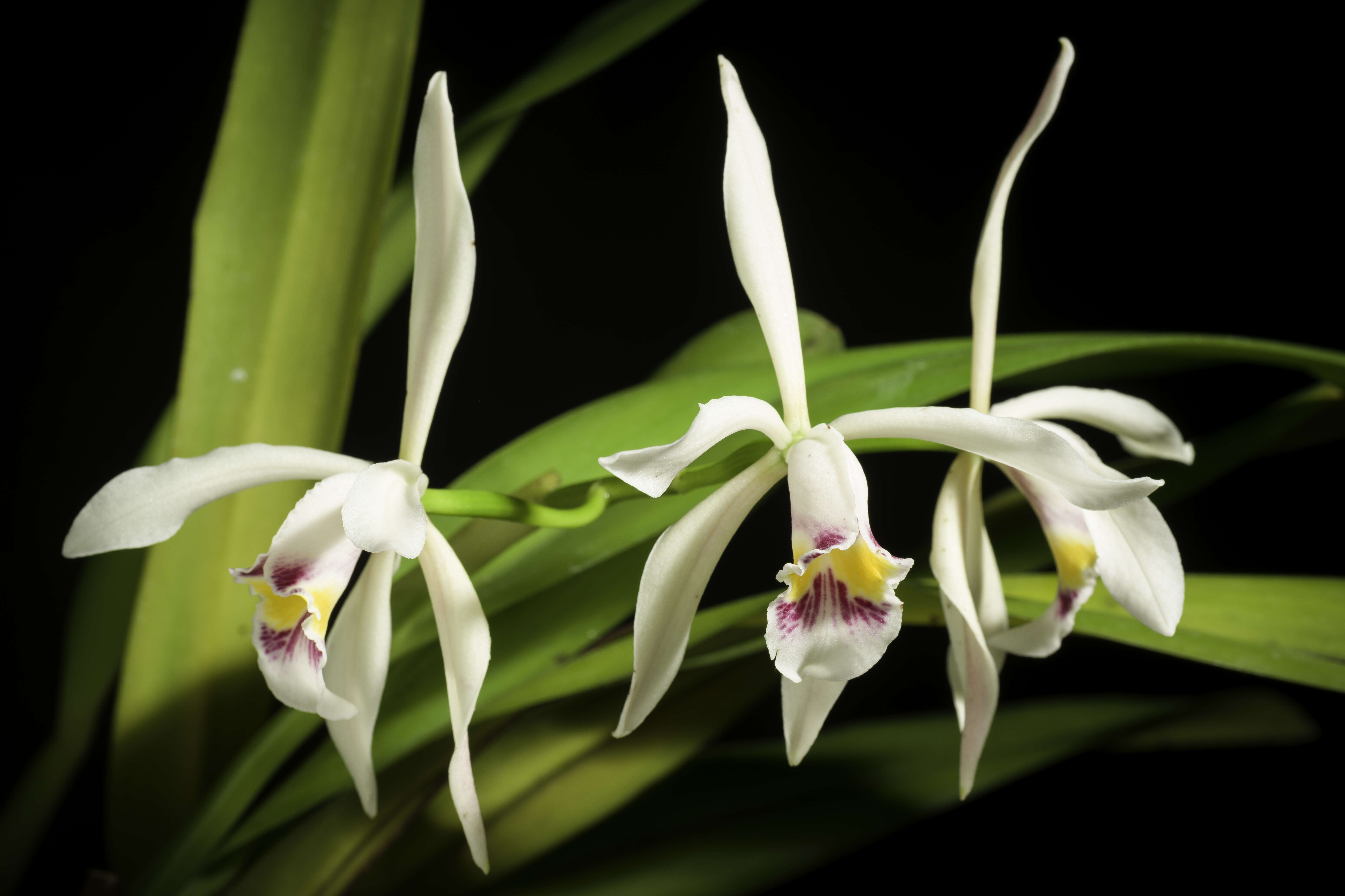 Imagem de Cattleya iricolor Rchb. fil.