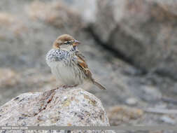 Image of Spanish Sparrow