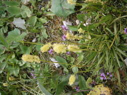 Image of Tofield's asphodel