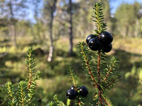 Image of black crowberry