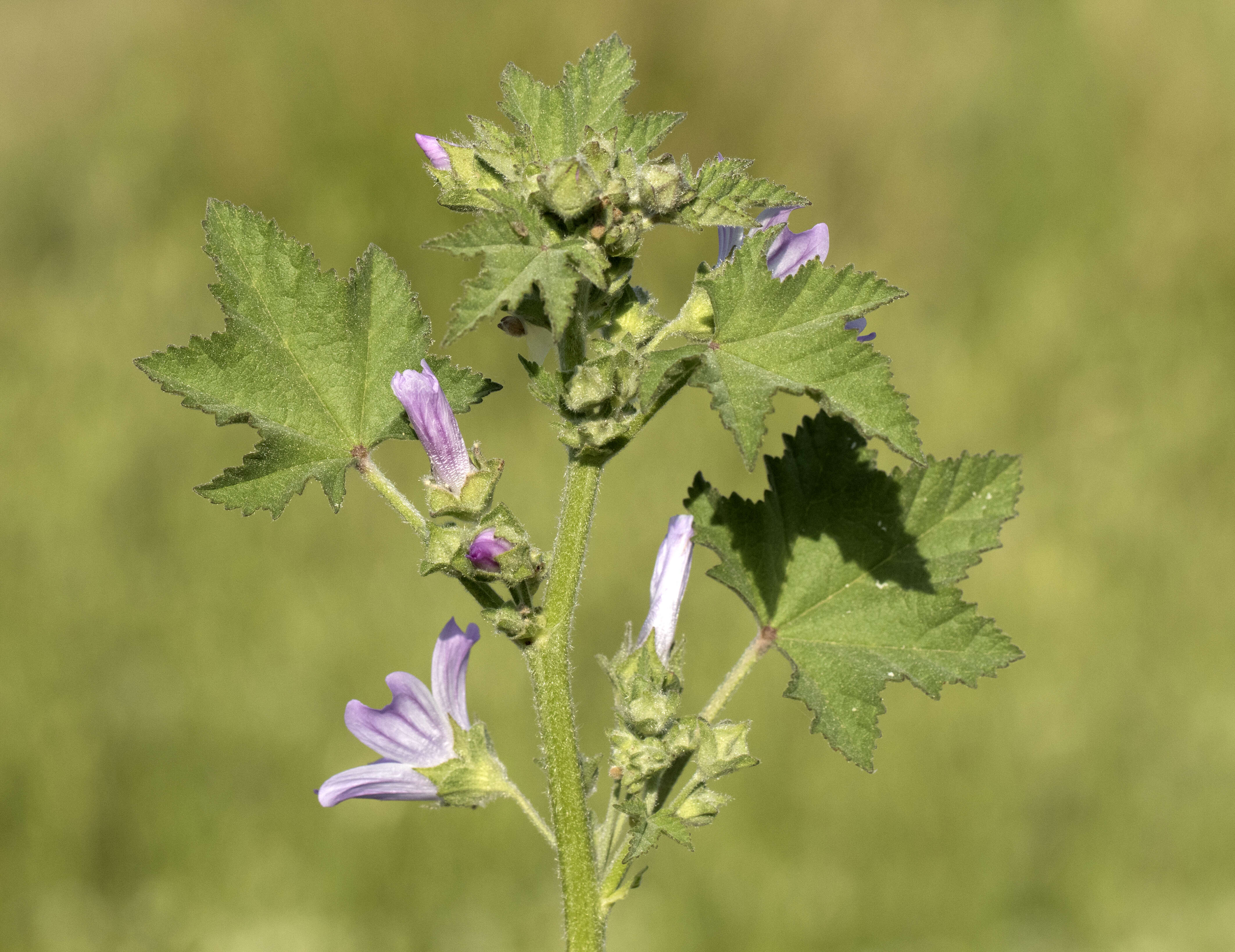 Image de Grande mauve