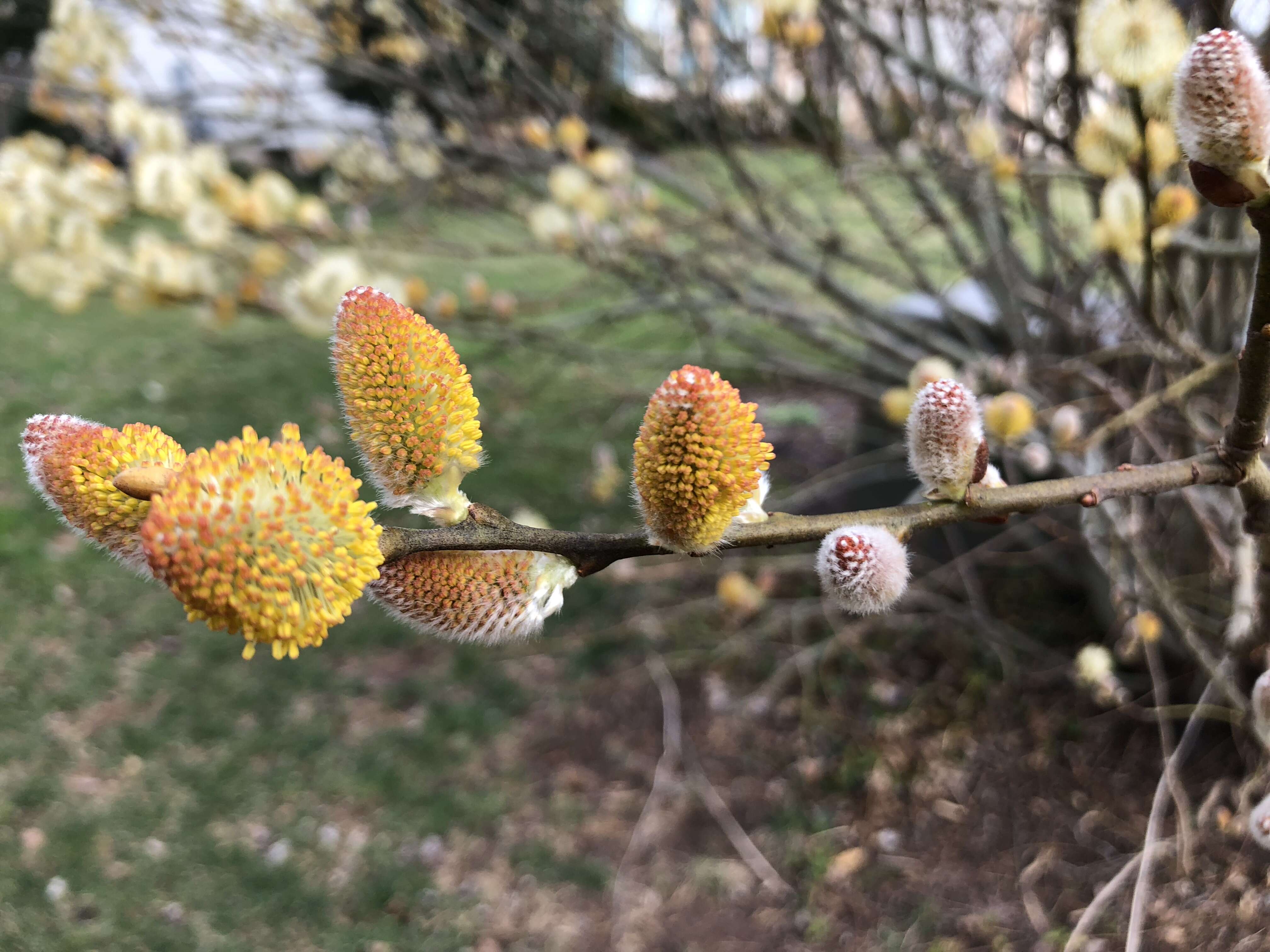 Plancia ëd Salix discolor Muhl.