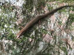 Image of Ground Skink