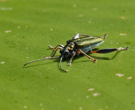 Image of Plateumaris sericea