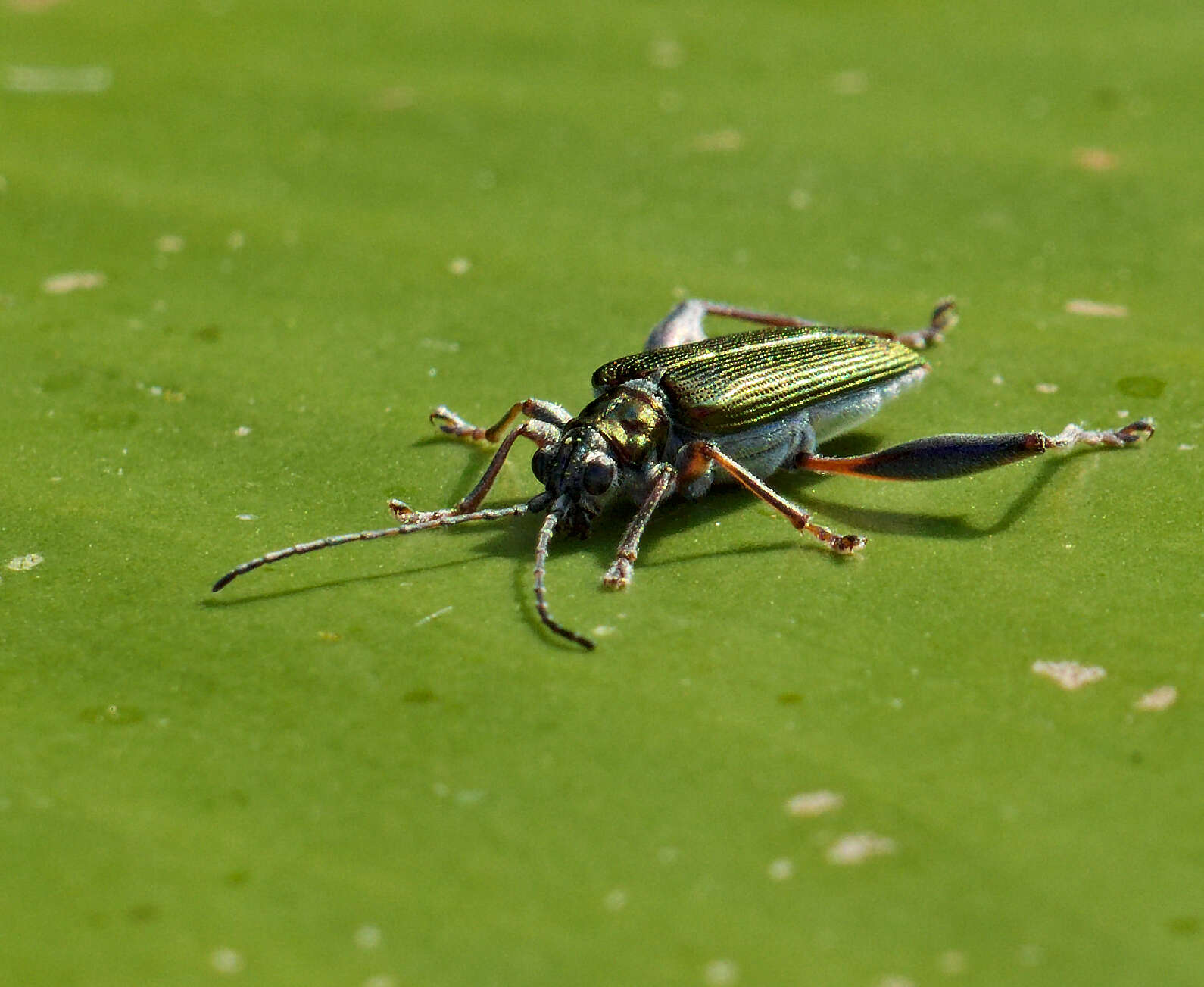 Image of Plateumaris sericea