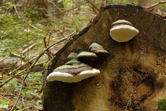 Image of Phellinus igniarius (L.) Quél. 1886