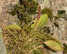 Image of Broadleaf Plantain