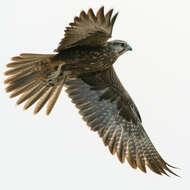 Image of Laggar Falcon