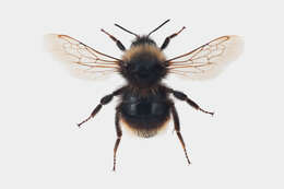 Image of Bombus quadricolor (Lepeletier 1832)