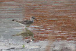 Image of Gray-tailed Tattler