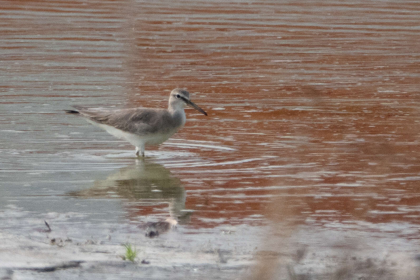 Image of Gray-tailed Tattler