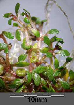 Image of eight-stamened waterwort