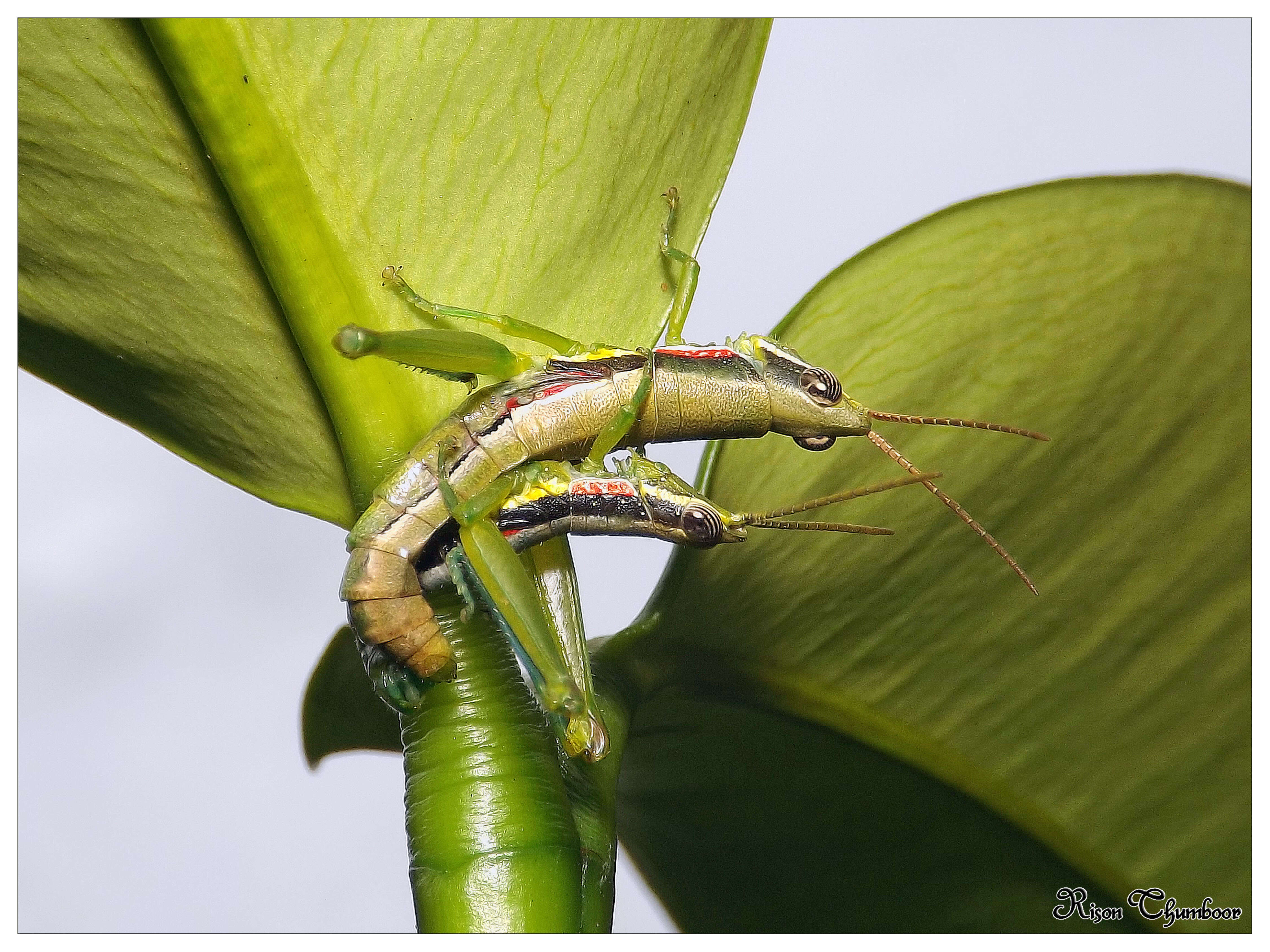 Plancia ëd Neorthacris