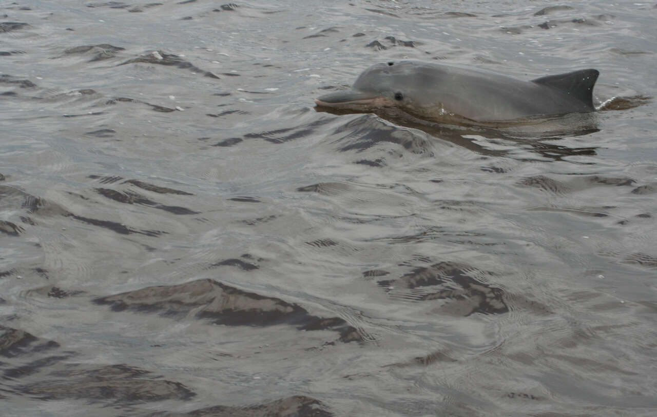 Image of Estuarine Dolphin