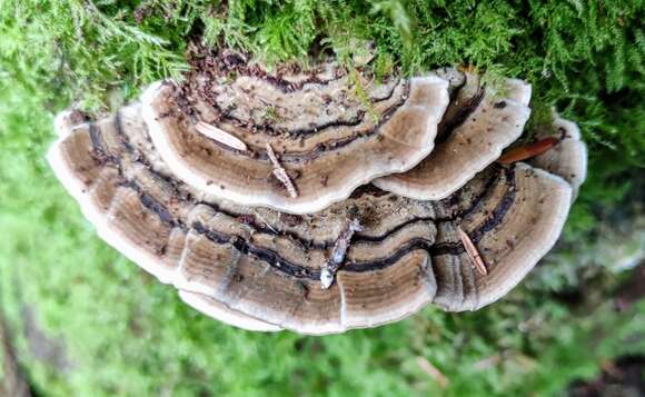 Image of Turkey Tail