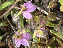 Image of Thomasia petalocalyx F. Müll.