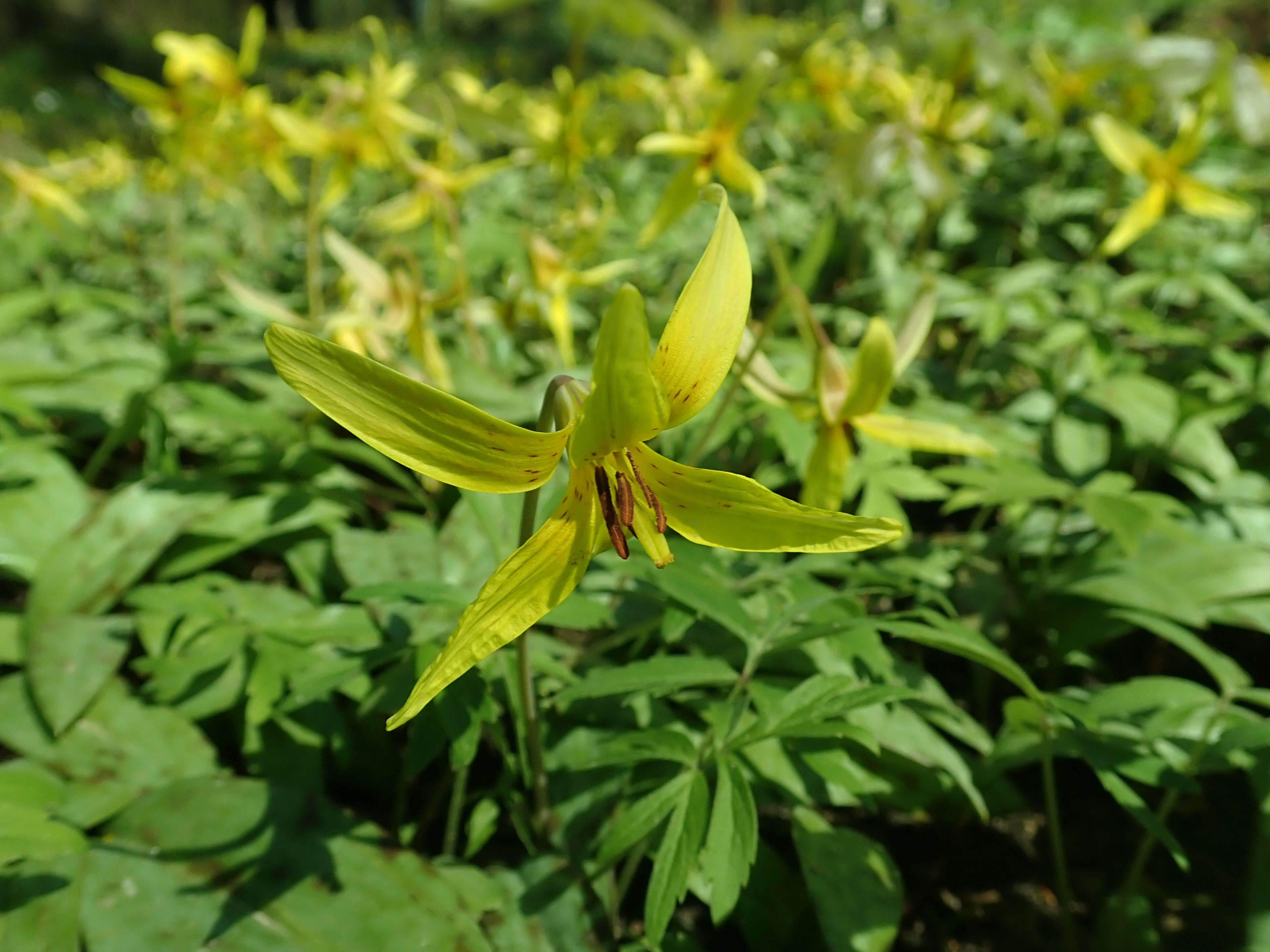 Imagem de Erythronium americanum Ker Gawl.