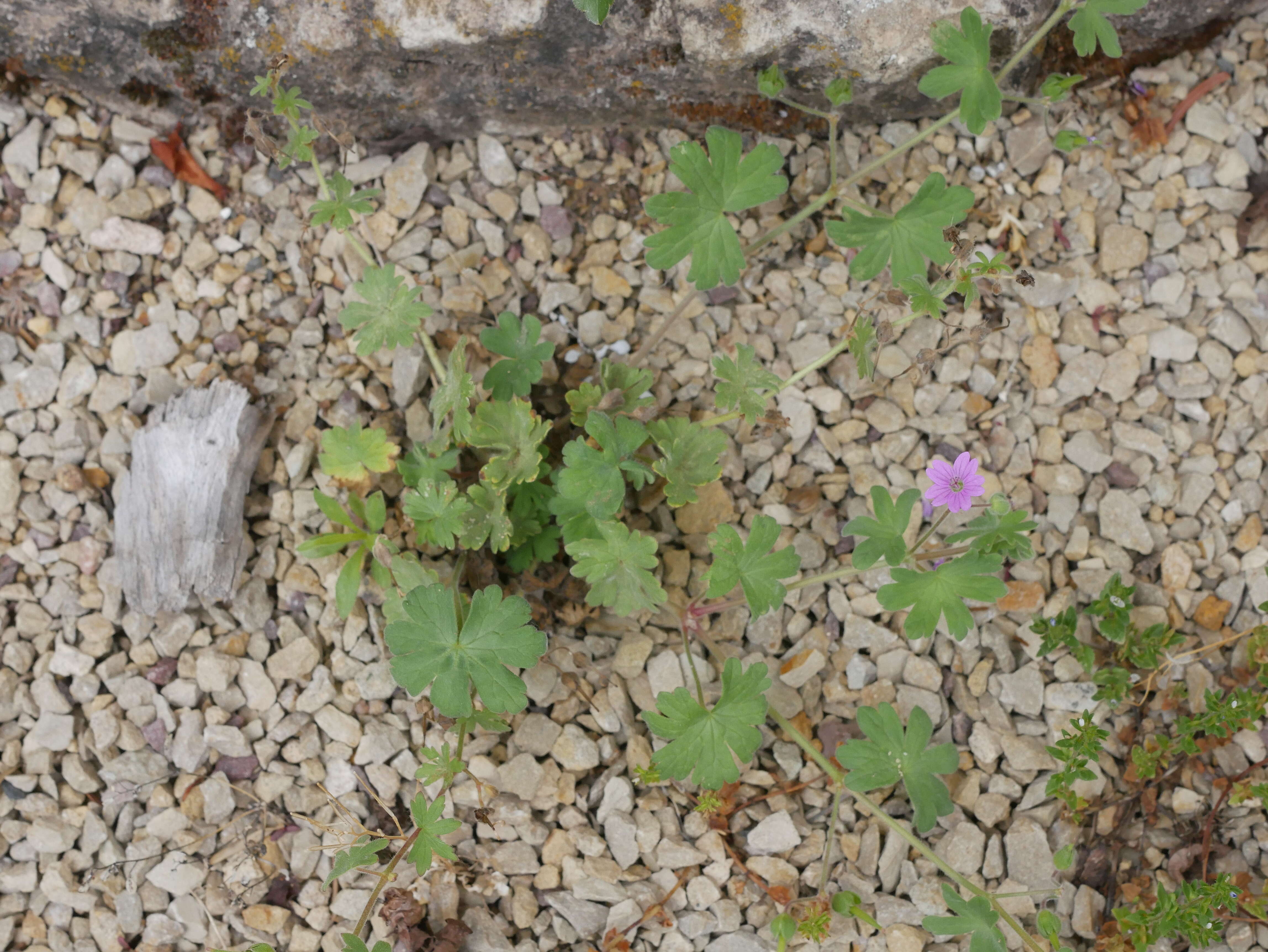 Imagem de Geranium molle L.