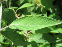 Image of Colquhounia coccinea Wall.