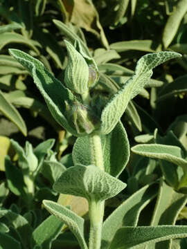 Image of shrubby Jerusalem sage