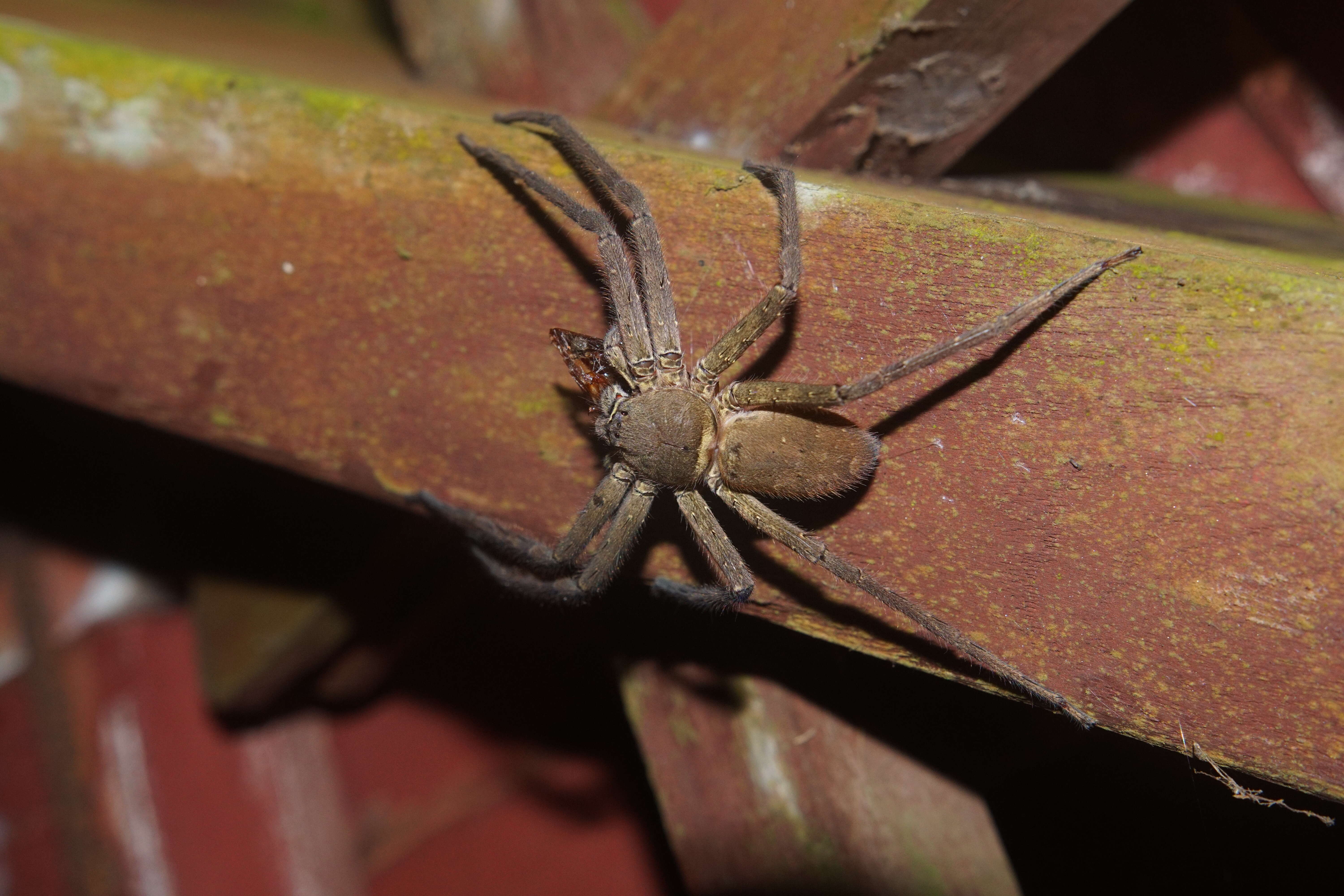 Image of Huntsman spider