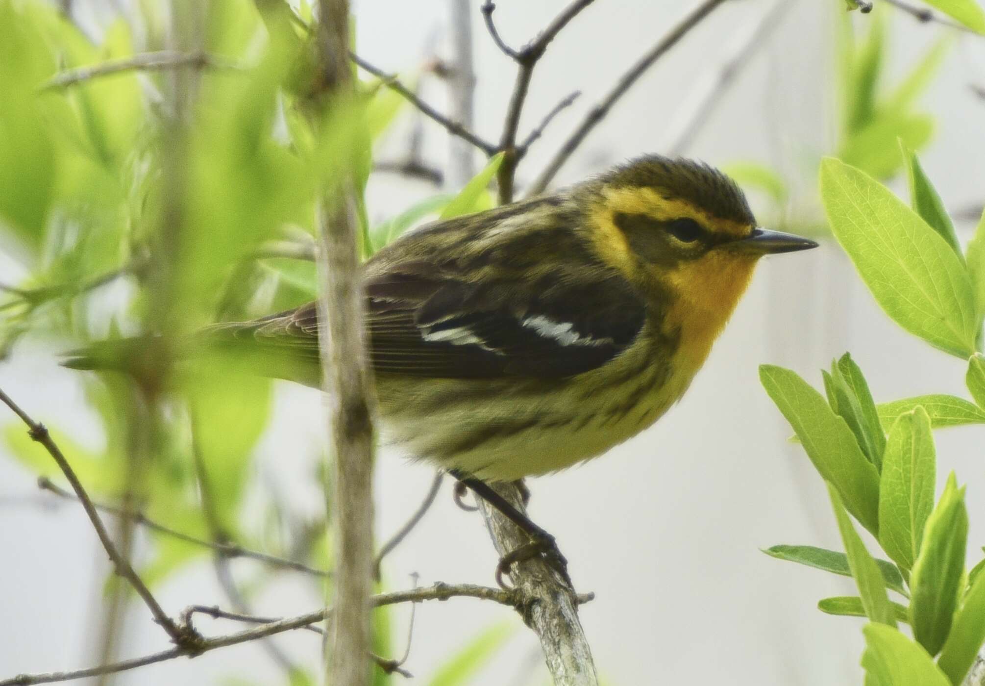 Image of Blackburnian Warbler